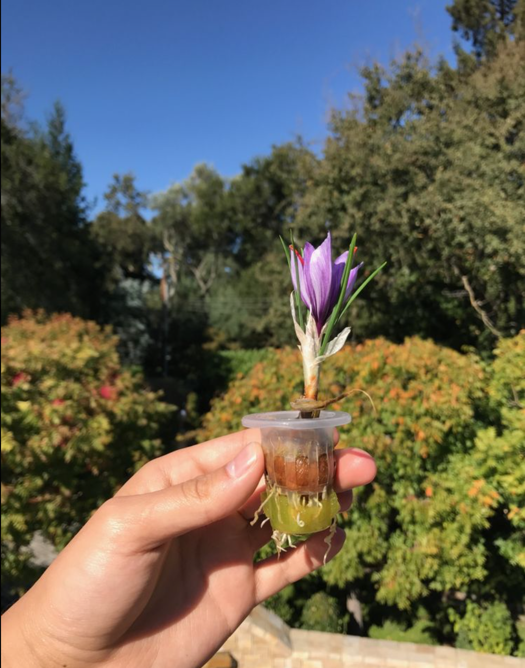 Hydroponic Saffron Cultivation and the Effects of Soil Salinity by