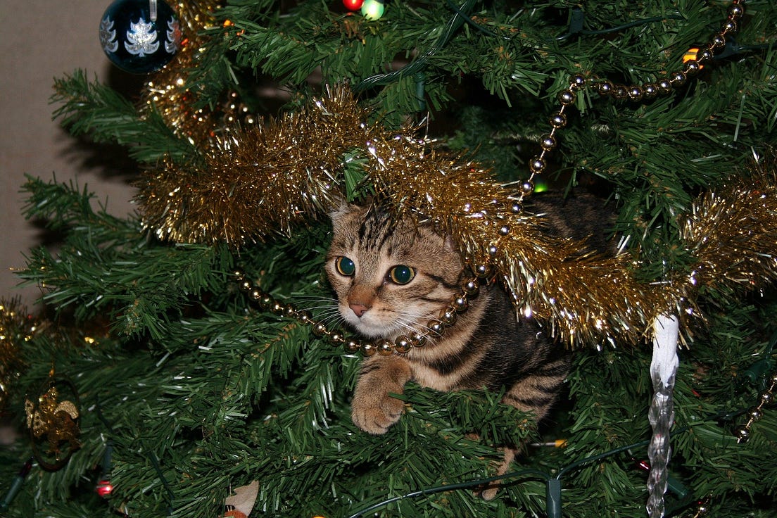 Me, the Cat and the Knocked Over Christmas Tree by Toni Crowe