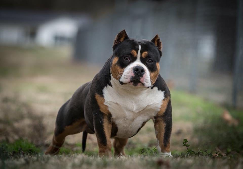 AMERICAN BULLY & EXOTIC STUDS MAKING THE MOST NOISE IN 2017–2018 | by ...