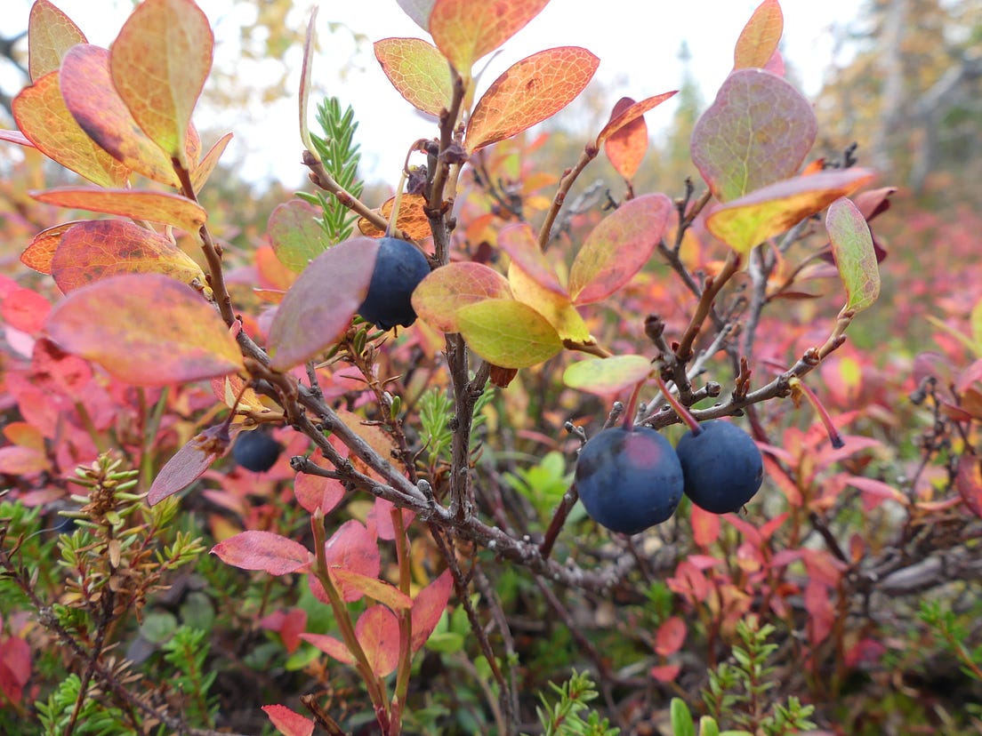 The 5 Best Wild Scandinavian Berries To Eat By Eline Van Breda Medium 