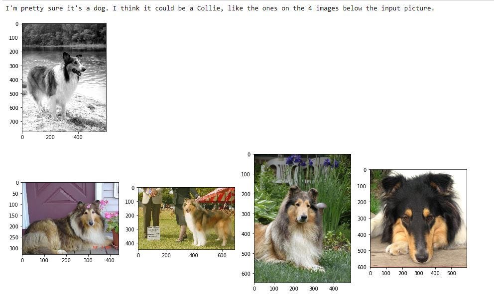 Dog breed classification using Deep Learning concepts | by Torben ...