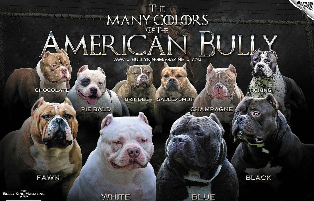 The Many Colors Of The American Bully by BULLY KING Magazine BULLY
