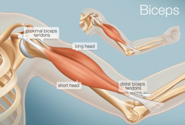 Biceps muscle anatomy. The biceps is a two-headed muscle which… | by