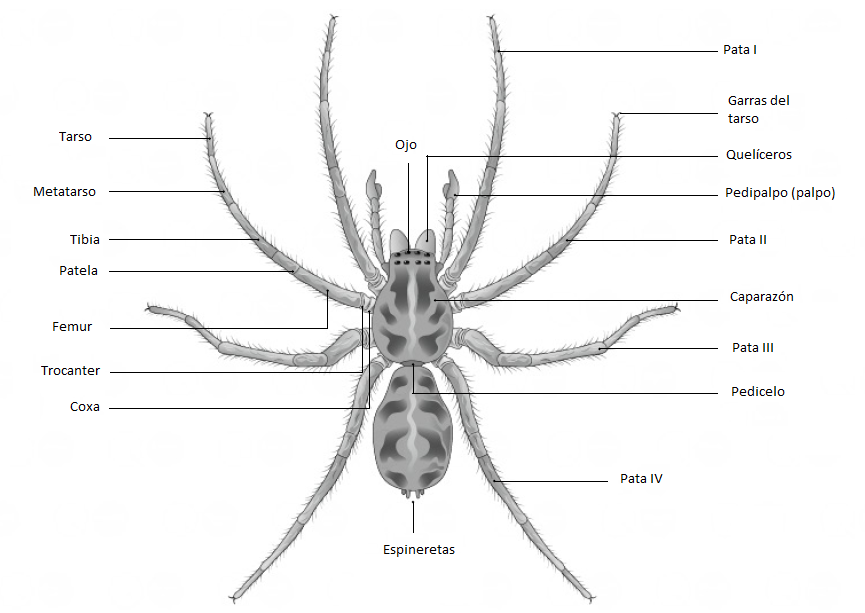 Artrópodos en serie: Arañas I (Spiders of the World) | by Kevin SYE ...