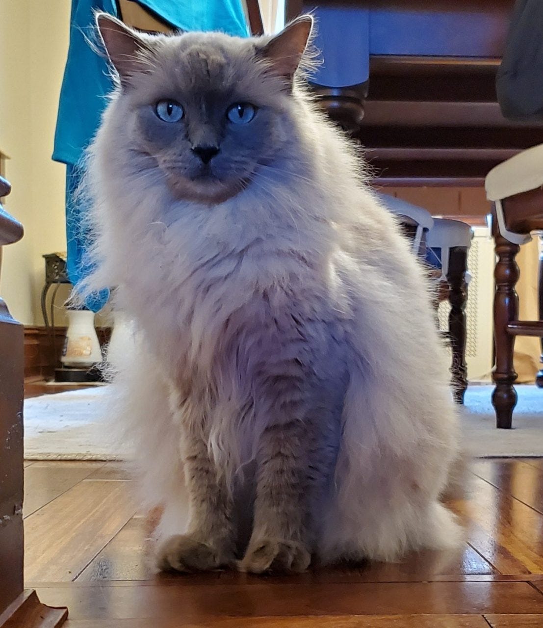 adopt ragdoll kittens near me