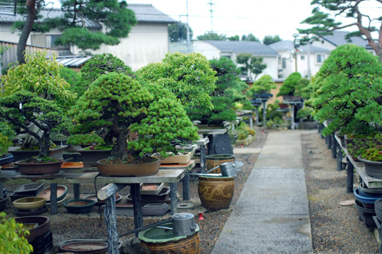 如何營造最高級的 禪 生活 家 日本盆景與家的關係 Westbank Taiwan 如何營造最高級的 禪 生活 家 日本盆景與家的關係 Westbank Taiwan
