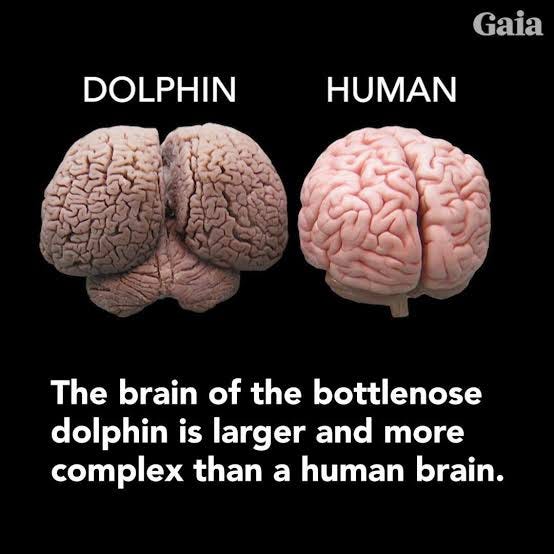 The brain behind the Bottlenose dolphin! | by Sreejani Sen | The Vagus