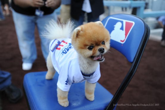 dodgers puppy clothes