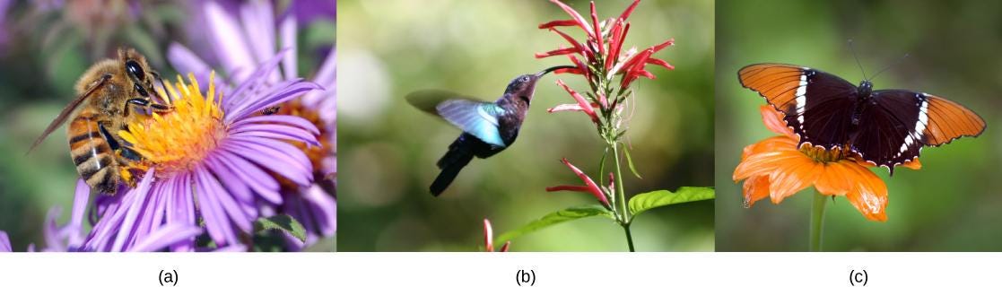 生物学 第2版 第32章 植物の生殖 Japanese Translation Of Biology 2e By Better Late Than Never Medium 生物学 第2版 第32章 植物の生殖 Japanese Translation Of Biology 2e By Better Late Than Never Medium