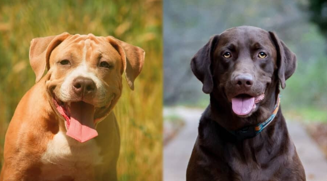 The Differences Similarities Between Dogs Breeds Pitbull Or Labrador Blog Trendy Medium