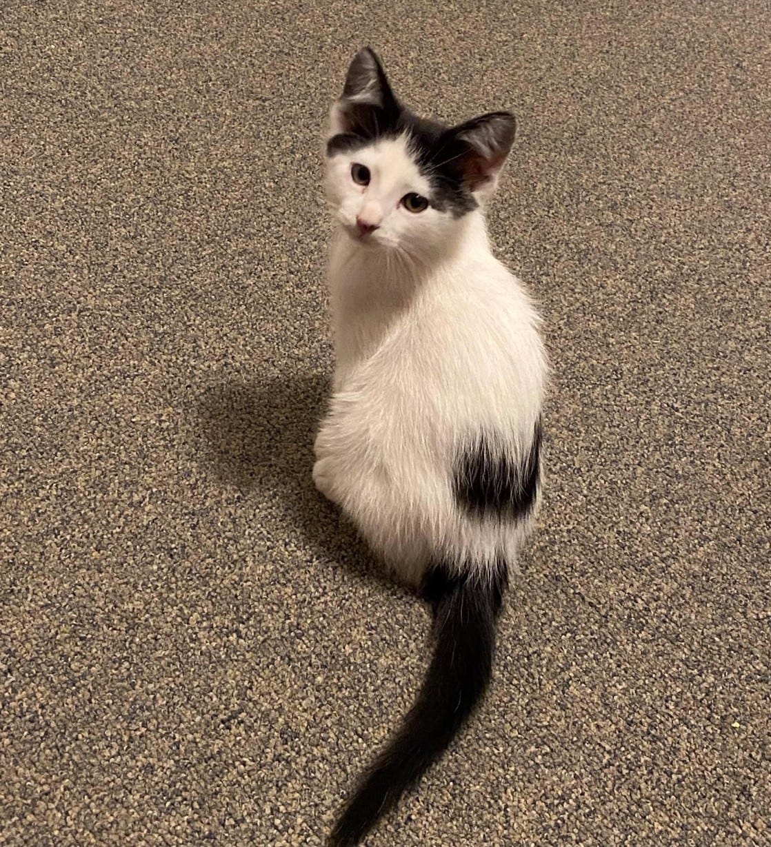 Kittens Are Like Human Babies. They are cute, and they grow up by