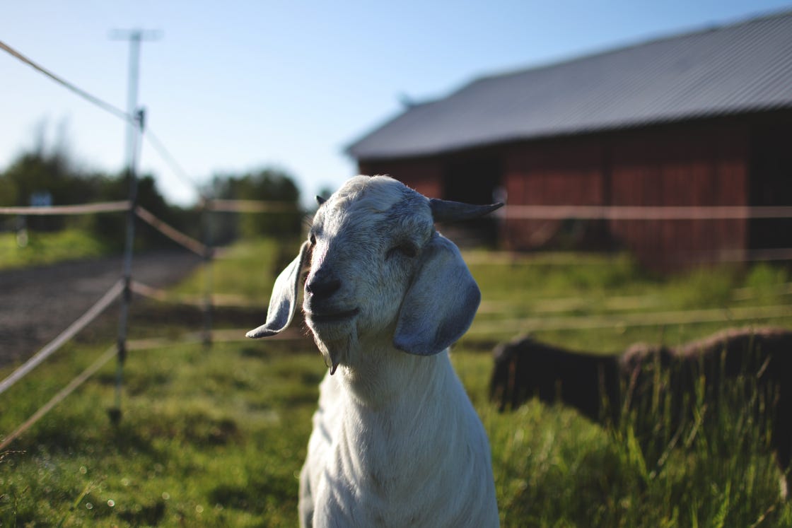 Pedro The Pet Goat Thoughts On Life Death And What We By Alice Zhou Medium