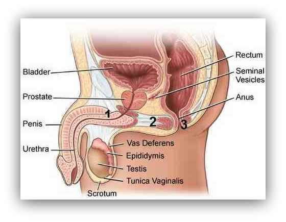 mudra per prostata