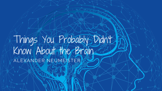 Things You Probably Didn’t Know About the Brain | by Alexander