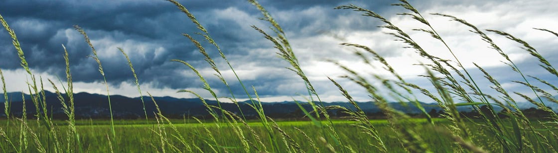 tall blades of grass in the foreground waving in the wind with a cloudy sky, a green field, and distant hills in the background