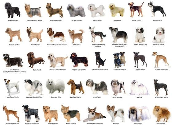 dog breed guide