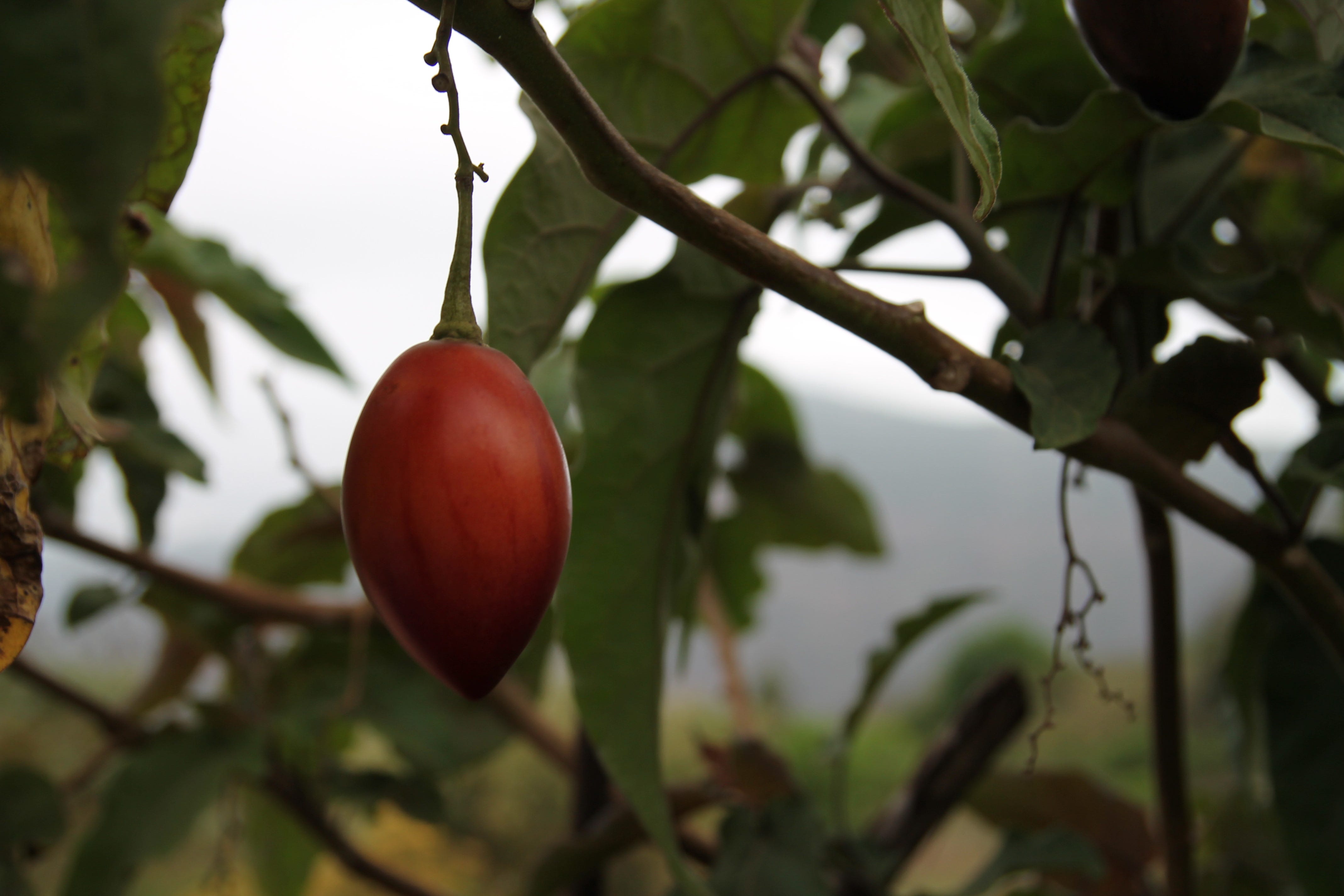 El tomate de arbol ayuda a adelgazar