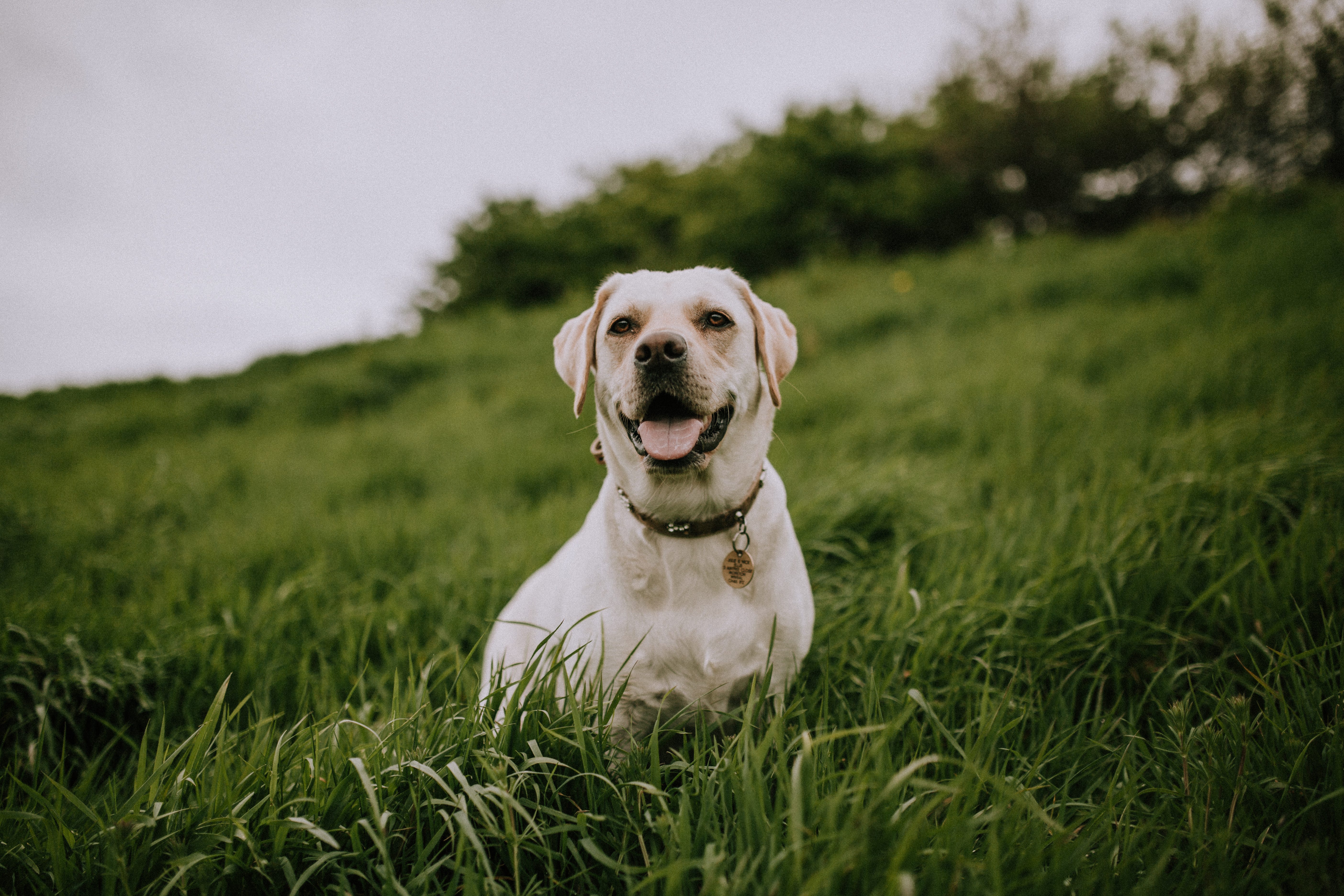 cesar millan food aggression