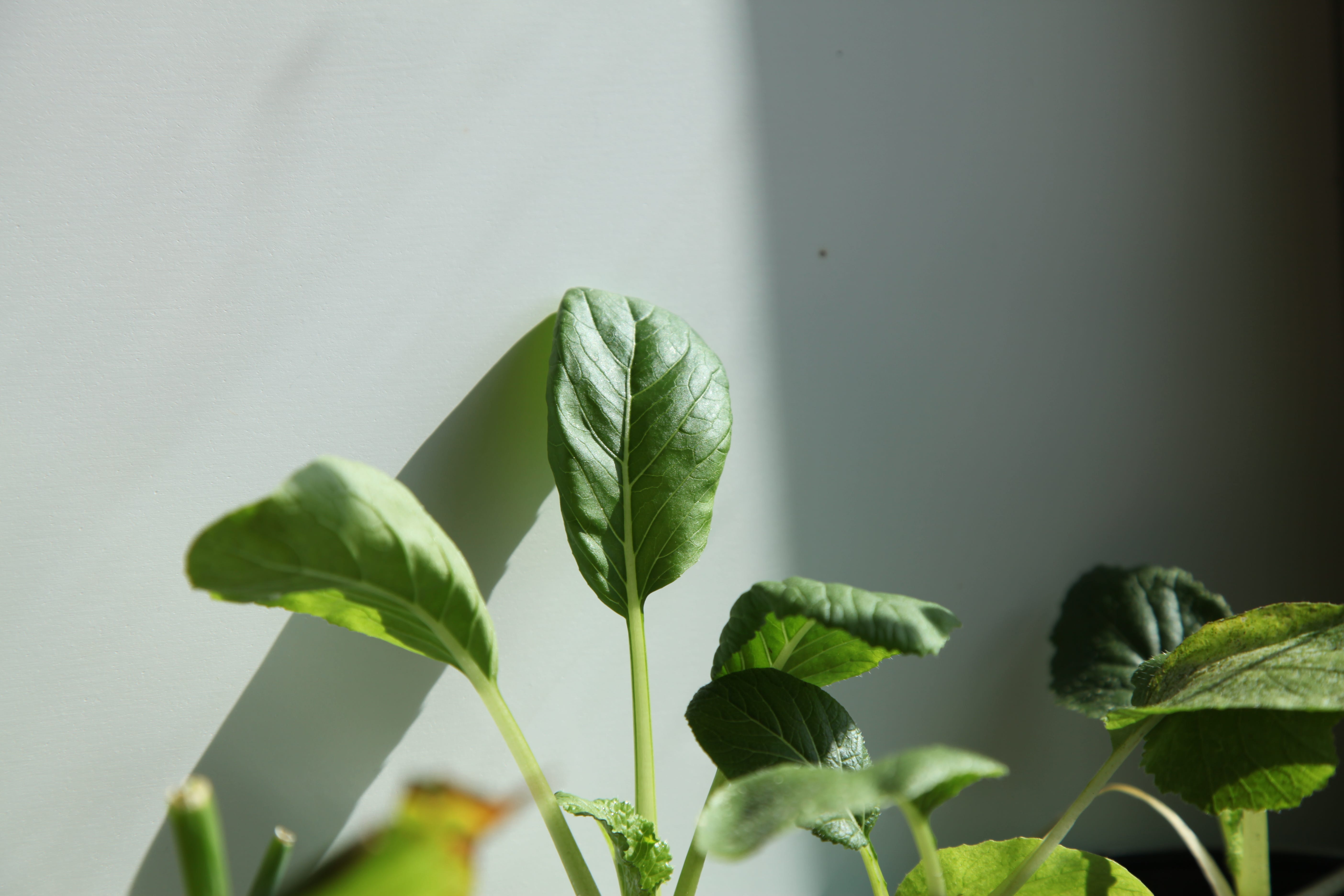 7 Things I Learned From 7 Months Of Apartment Gardening Intro To