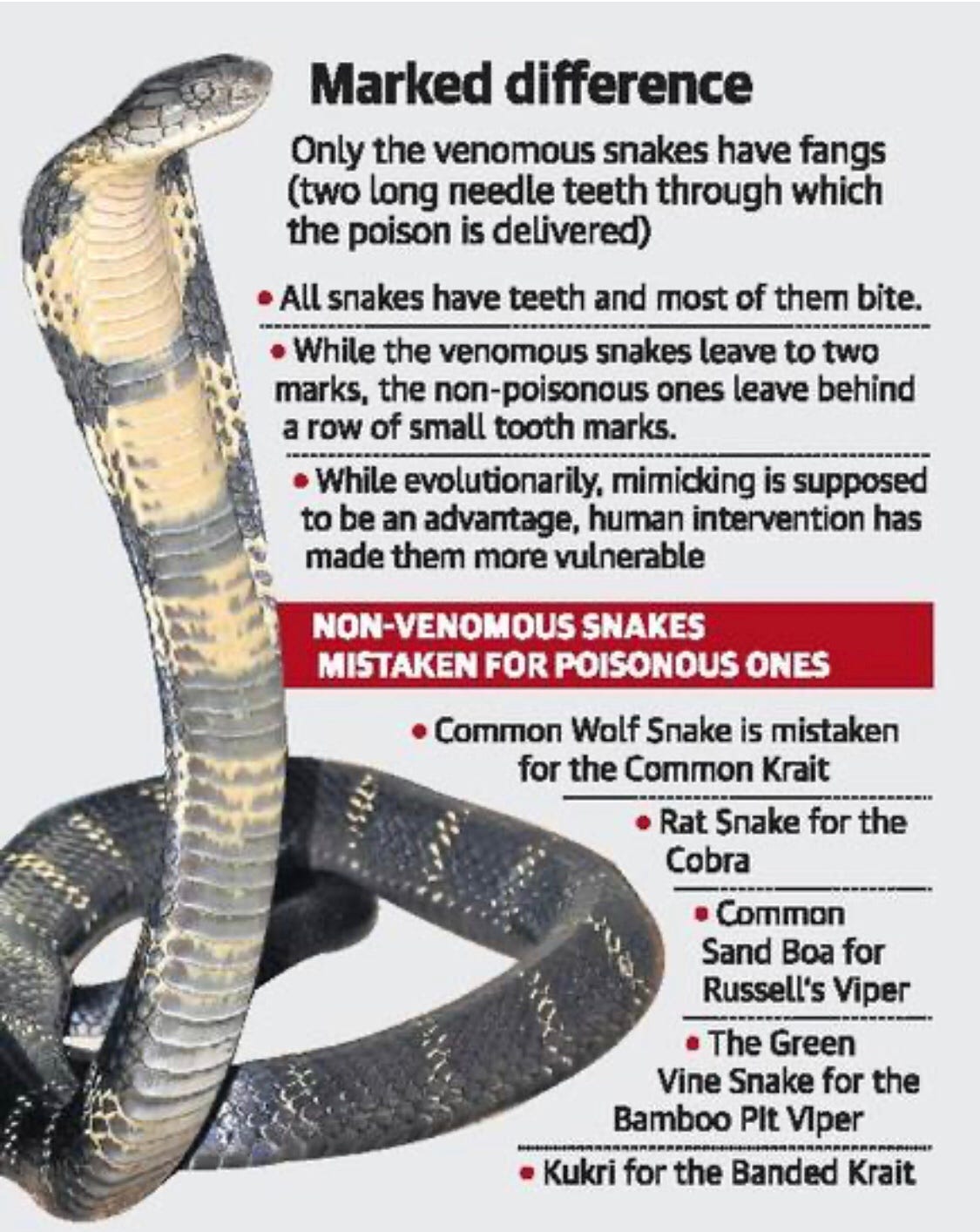 Poisonous and non poisonous snakes pdf picture