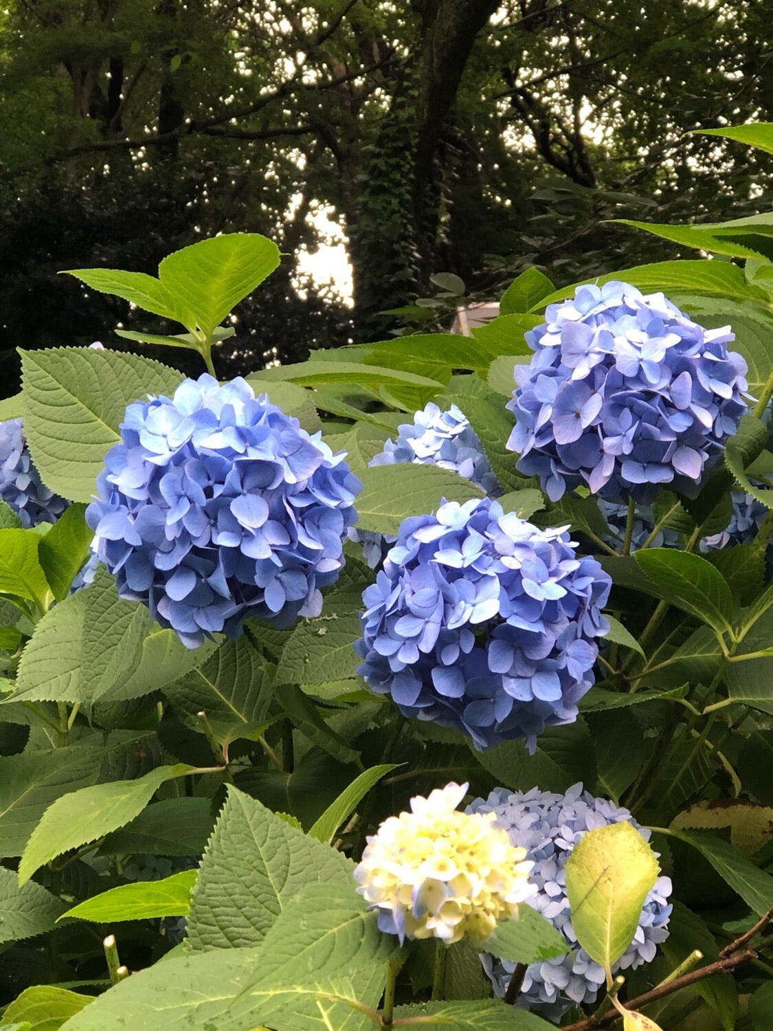 年6月30日 星期二 傍晚有雨 By Annie Lin Medium 年6月30日 星期二 傍晚有雨 By Annie Lin Medium