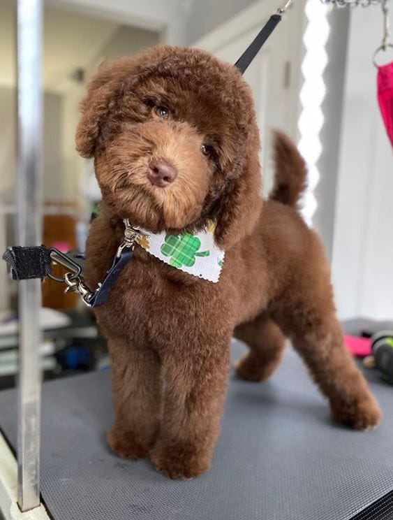 labradoodle haircuts teddy bear