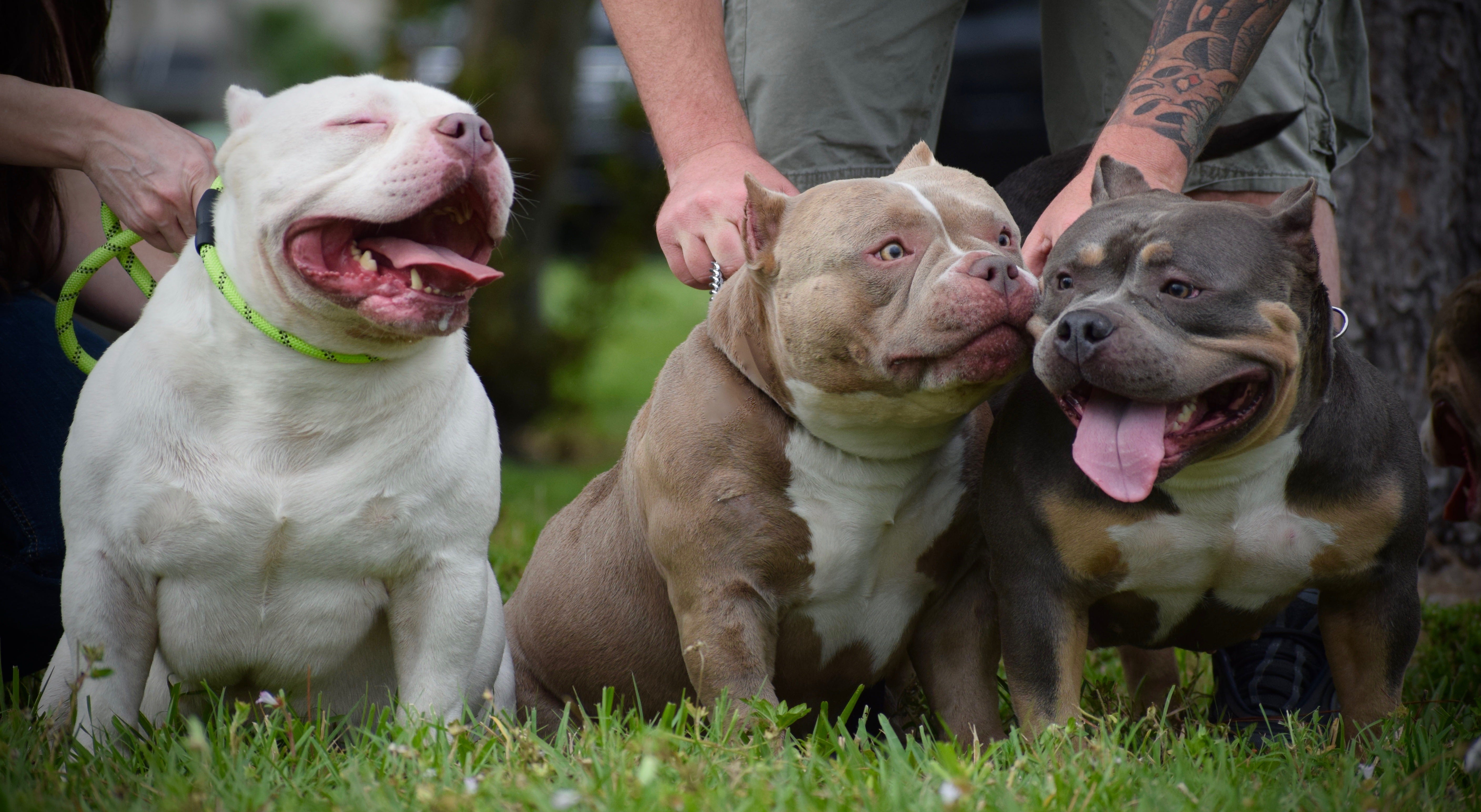 small bully breeds