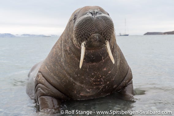 The Walrus Operand