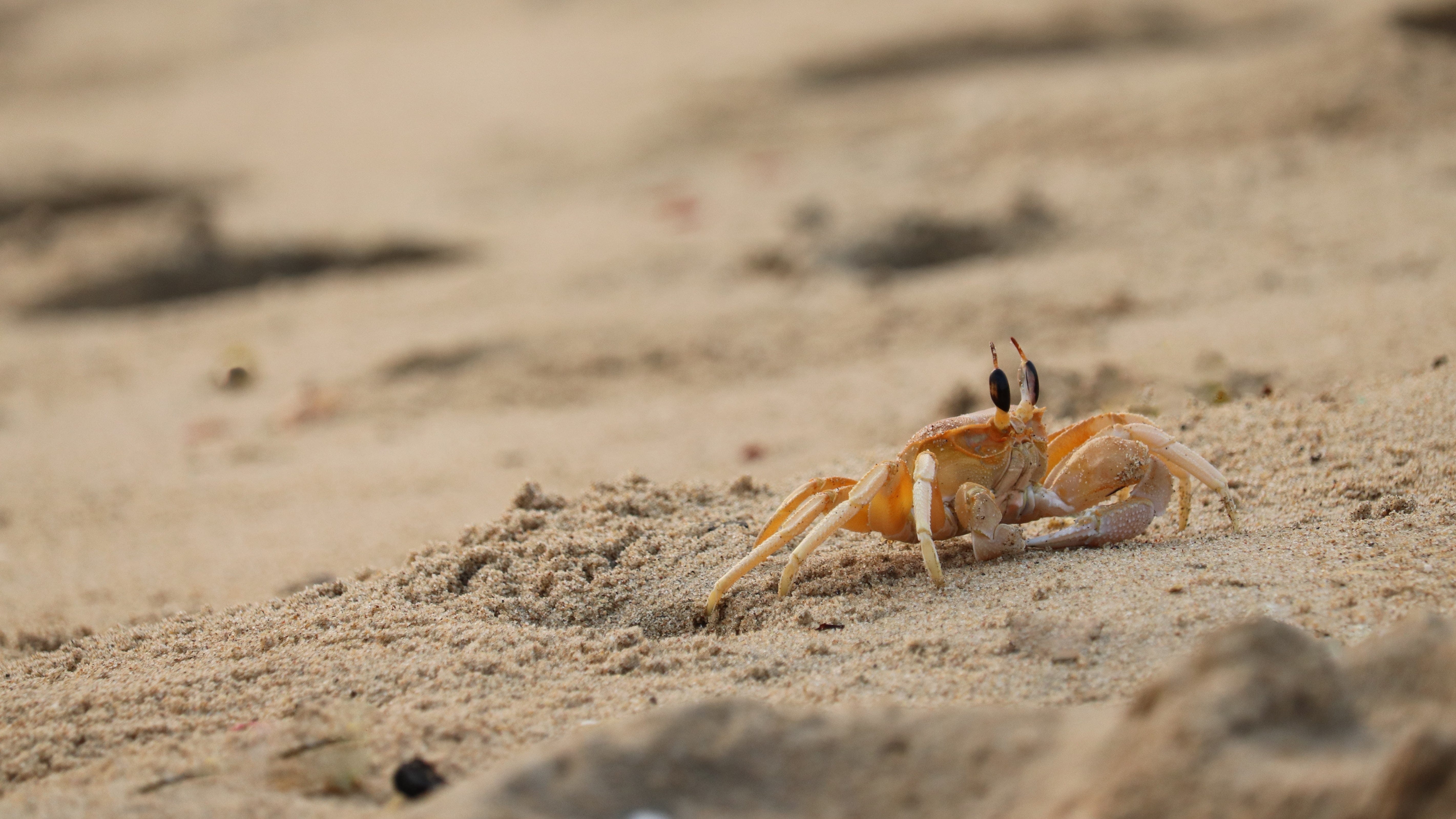 Sand Crab Eating: Risk Vs. Reward? You Decide! - g4iwqql