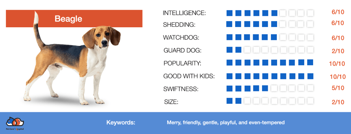 All About Beagle Dog Breed Pet Care Hospital India By Satish Yadav Pet Care Hospital Medium
