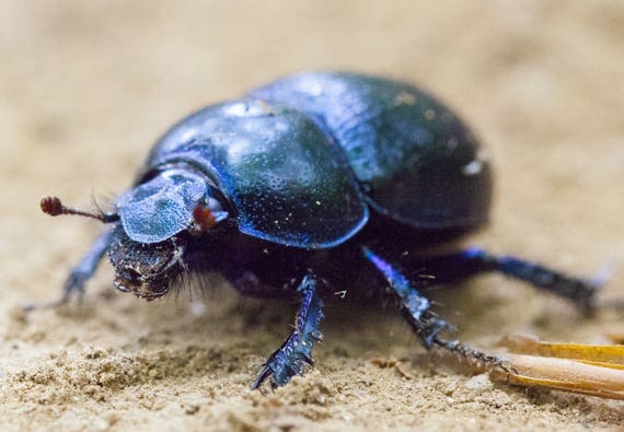 A black Scarab beetle