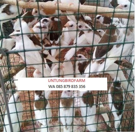 Wa 085 879 835 356 Jual Emprit Jepang Harga Emprit Jepang Putih