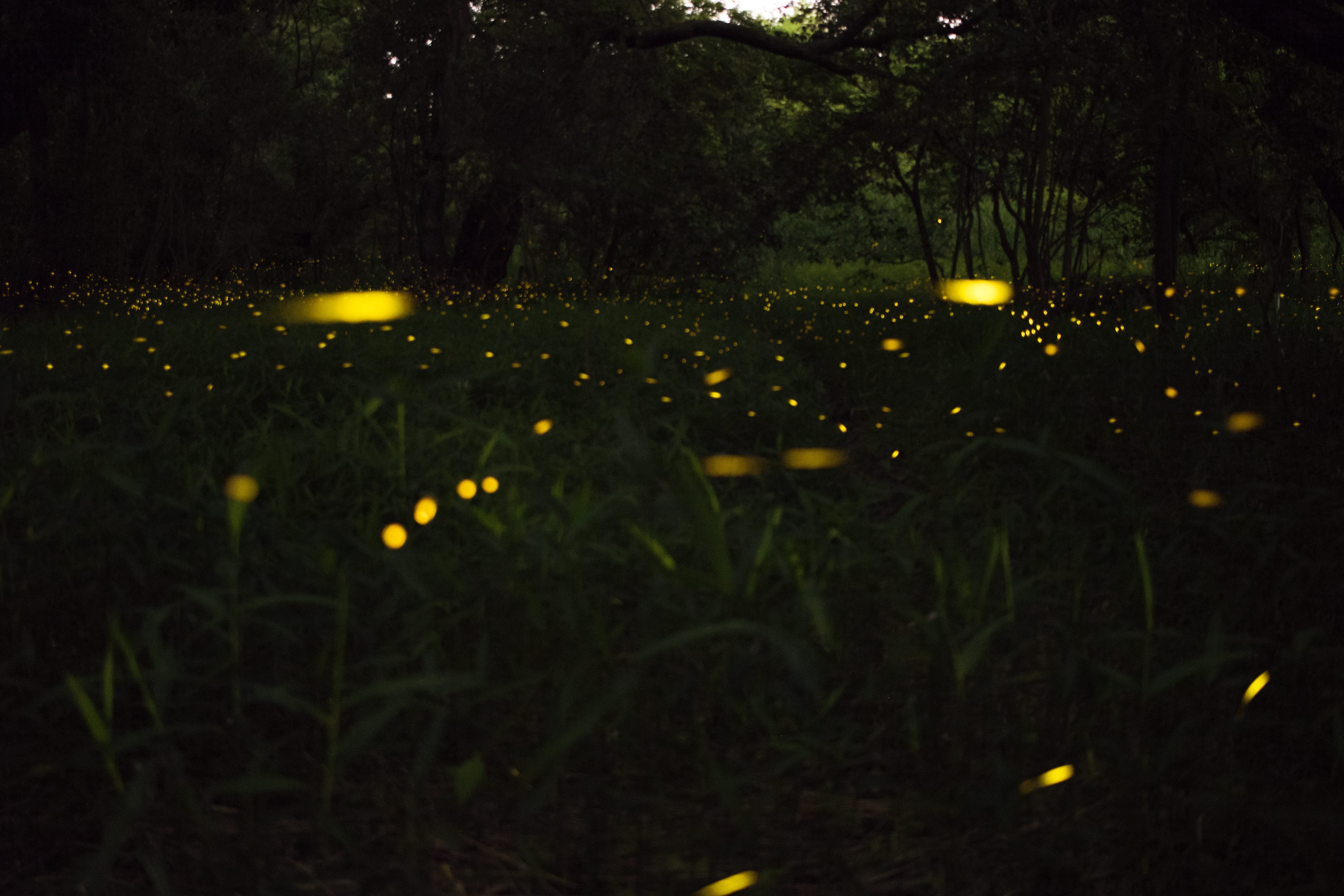 Fireflies At Dusk A Short Story About The Shadows Within By Bradley J Nordell Scribe Medium