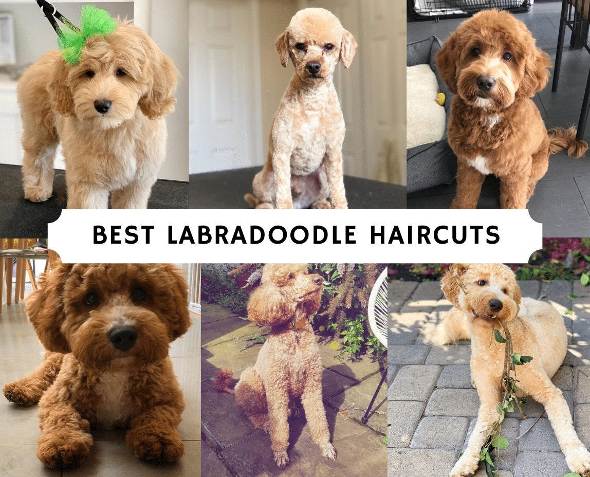 how often should i groom my labradoodle