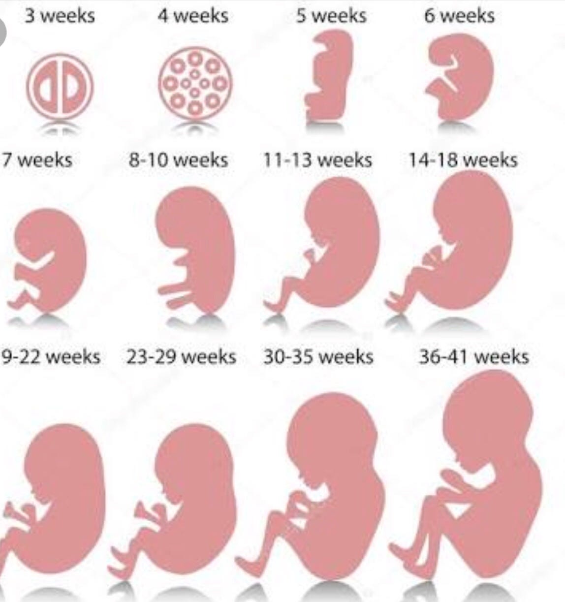 The Stages Of Pregnancy Week By Week Pregnancywalls 