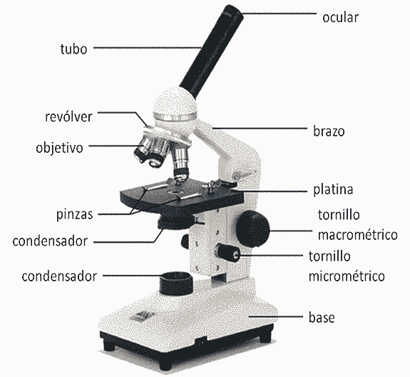 El Microscopio. El instrumento mas utilizado en el… | by RLbuhos | Medium