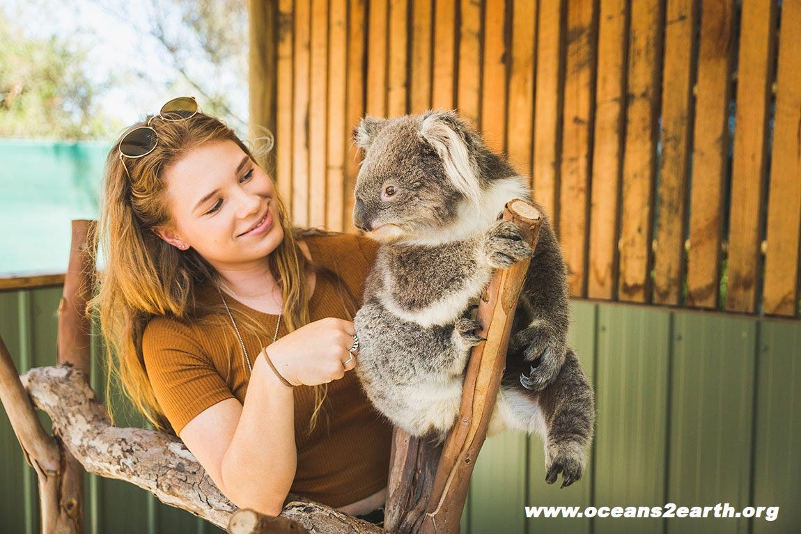 Join the Koala Sanctuary Australia as Volunteers for a Benevolent Cause ...