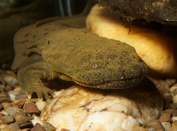 A picture of a Hellbender