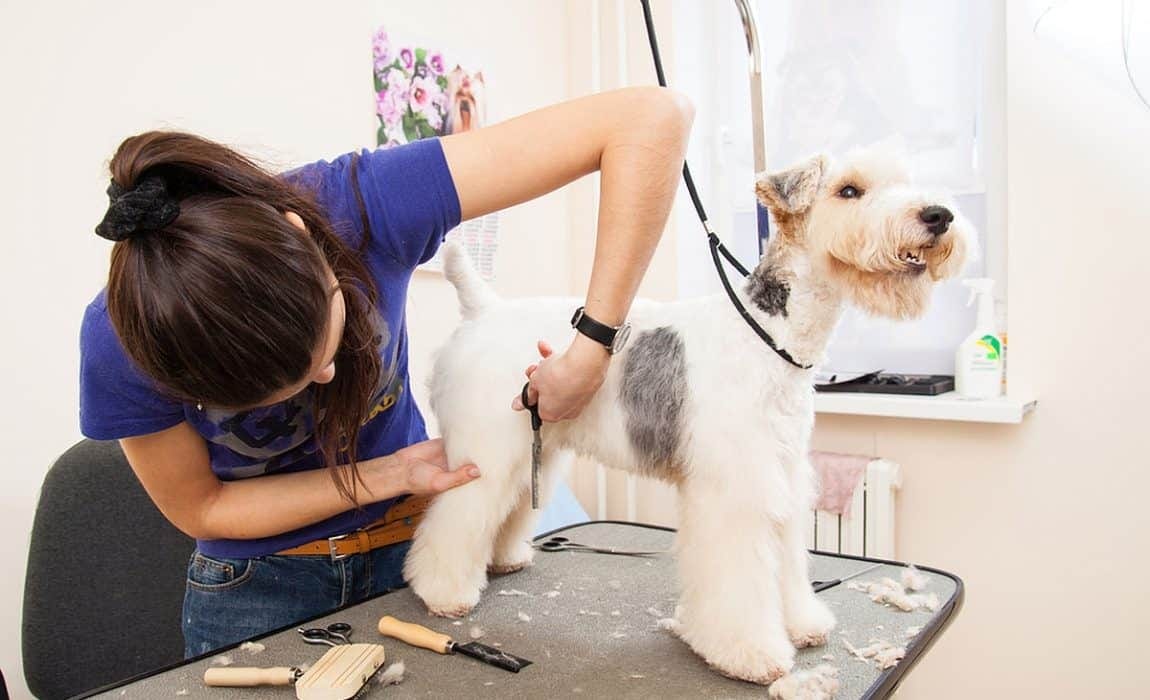 groom my dog near me