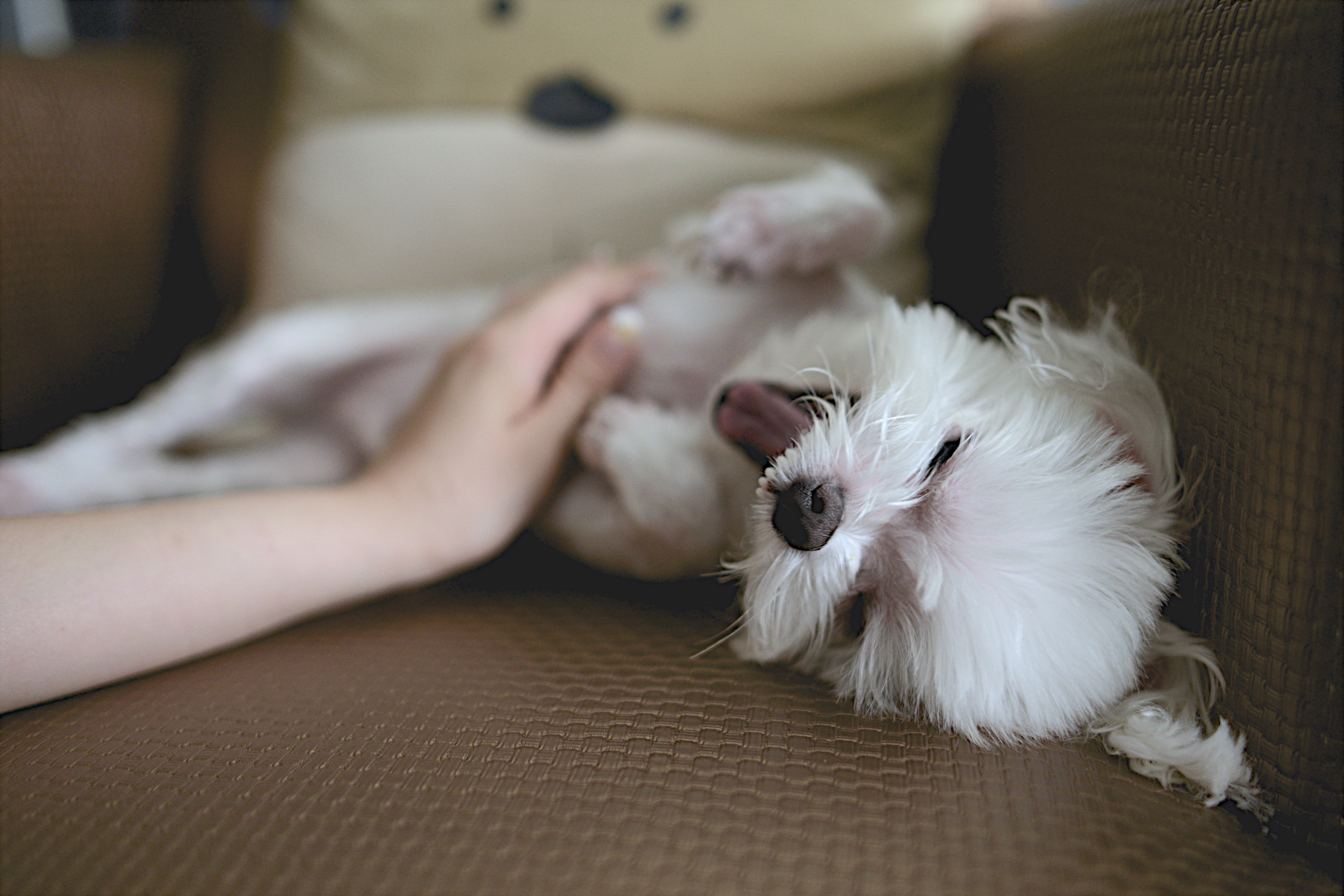 stuff for your dog