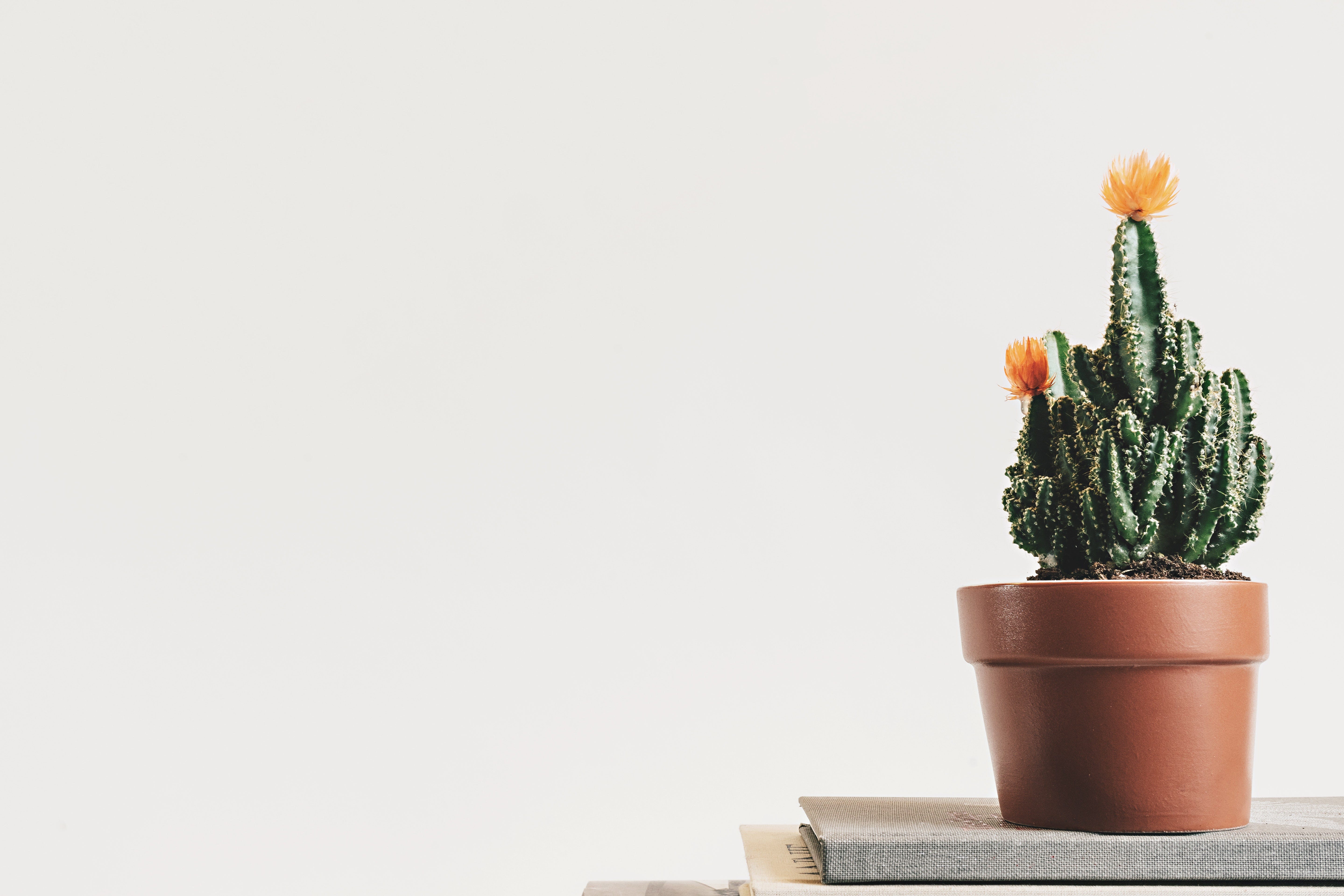 Desk Plants Won T Cure Your Work Anxiety Gideon M K Health Nerd