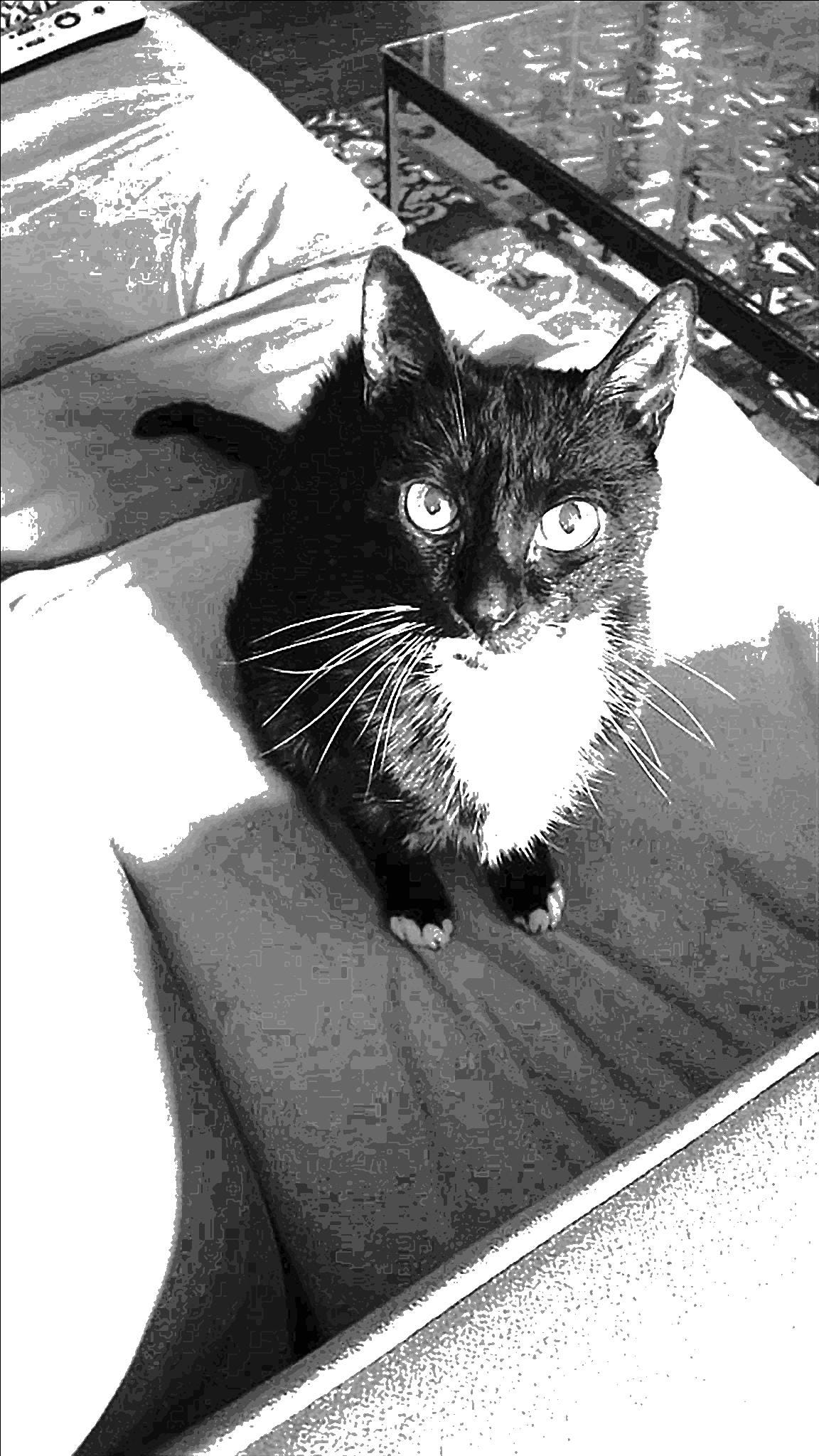 Not Just Another Deceased Pet Story Personal Growth Medium