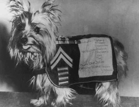 Smoky, El Perro Héroe de la Segunda Guerra Mundial | by Phillipe Riverot |  Medium