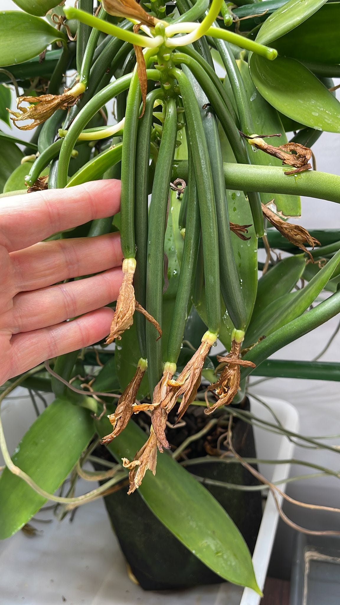 My Vanilla Pods.. Pollination done, I discard Bee costume… by Dr John