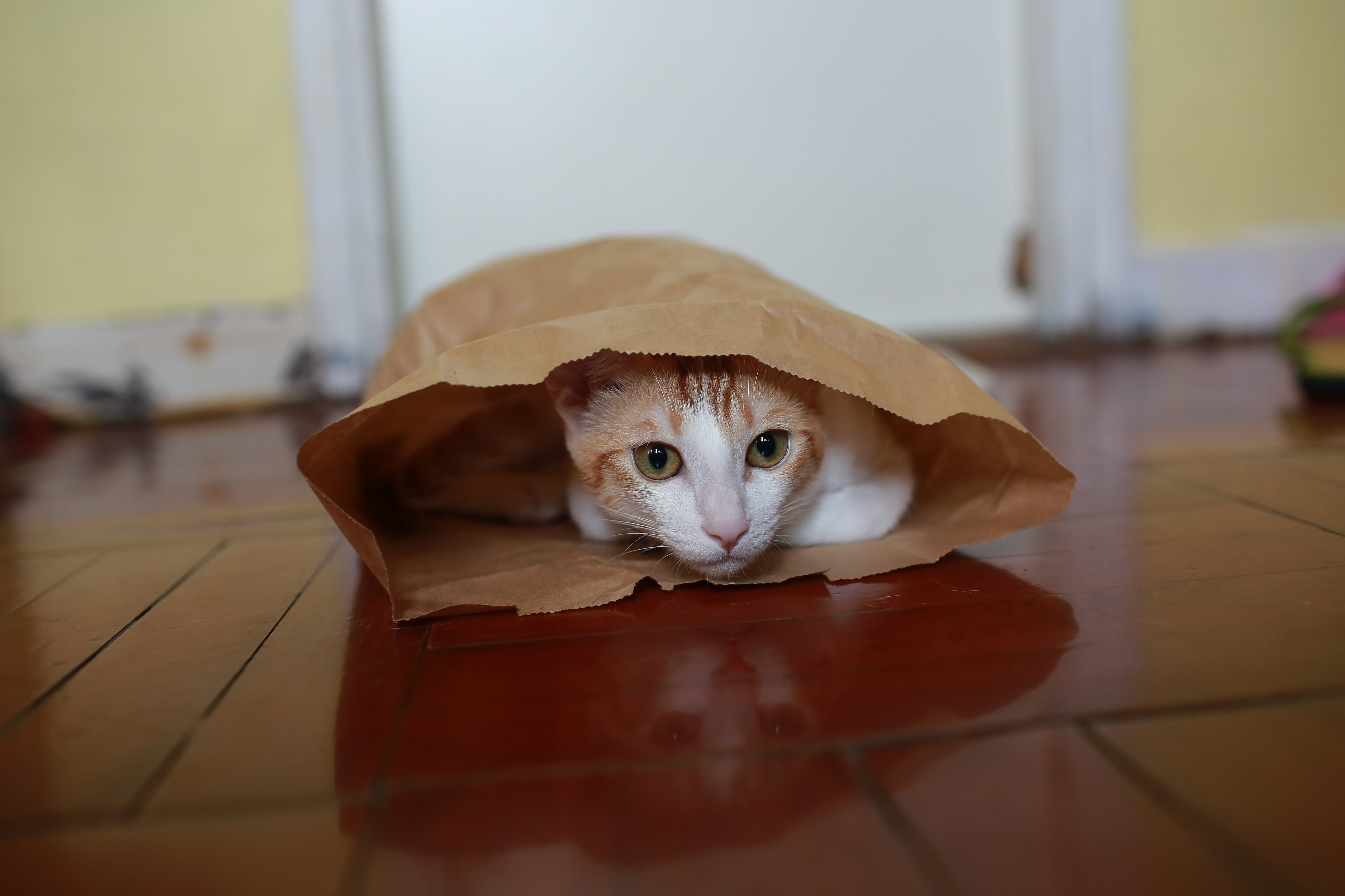 8 Ways To Become Best Friends With Your Cat By Feliway Chilled Cat Medium 8 Ways To Become Best Friends With Your Cat By Feliway Chilled Cat Medium