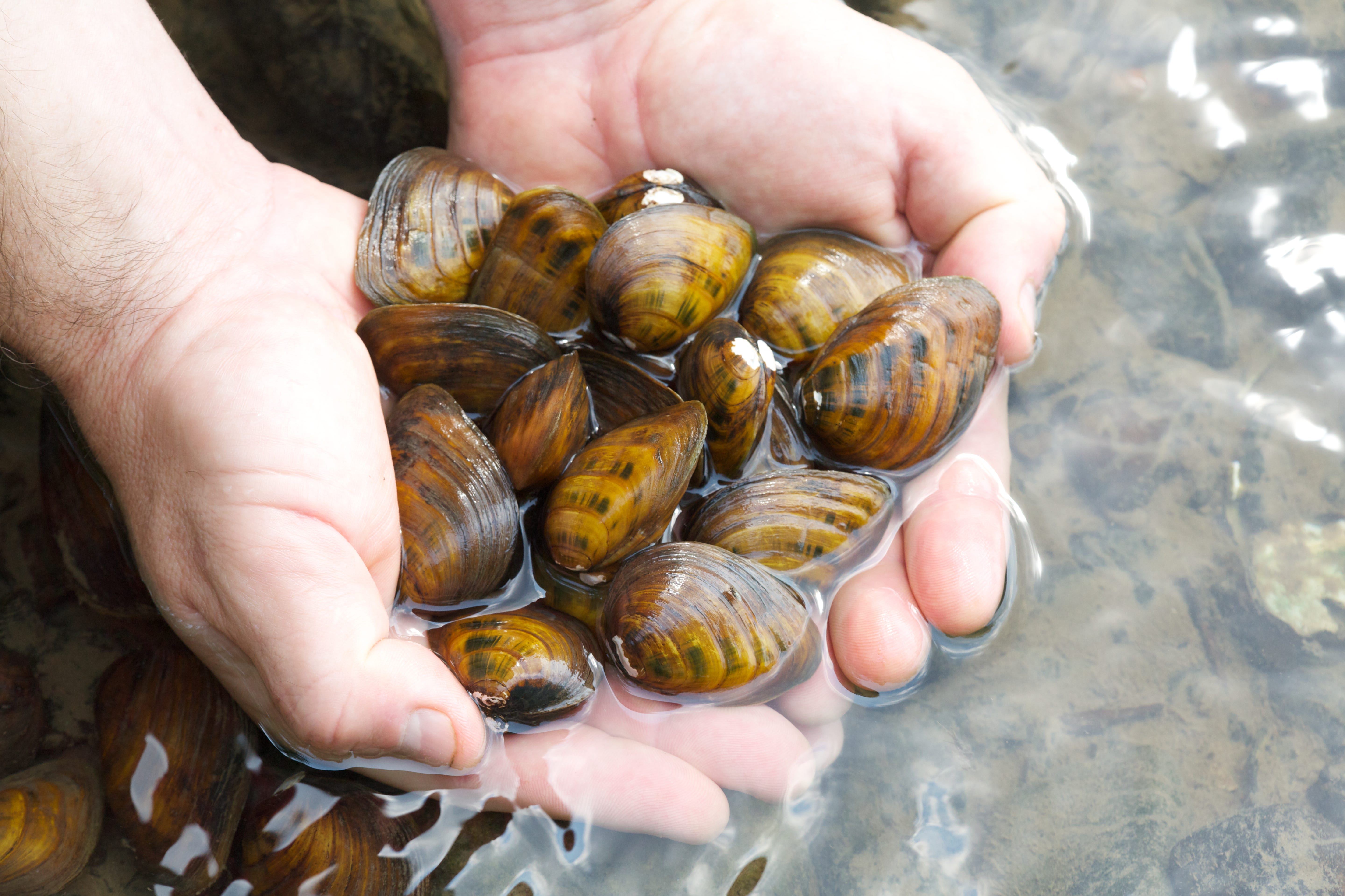 freshwater clams