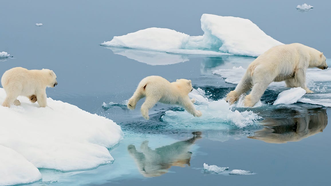 On the Move. A family of polar bears were asleep on… | by Lexi Rauth |  Medium