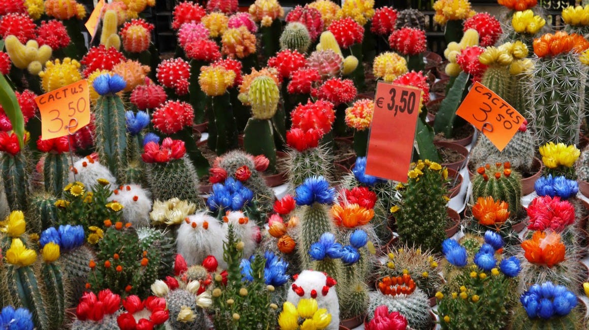 Bioart Ethics And The Weird History Of Korea S Mutant Cacti By Maxine Builder The Establishment Medium