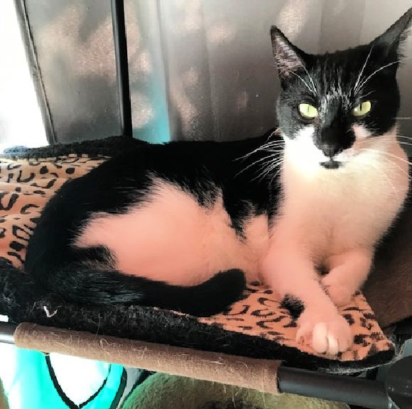 Black and white cat sitting on leopard print blanket.