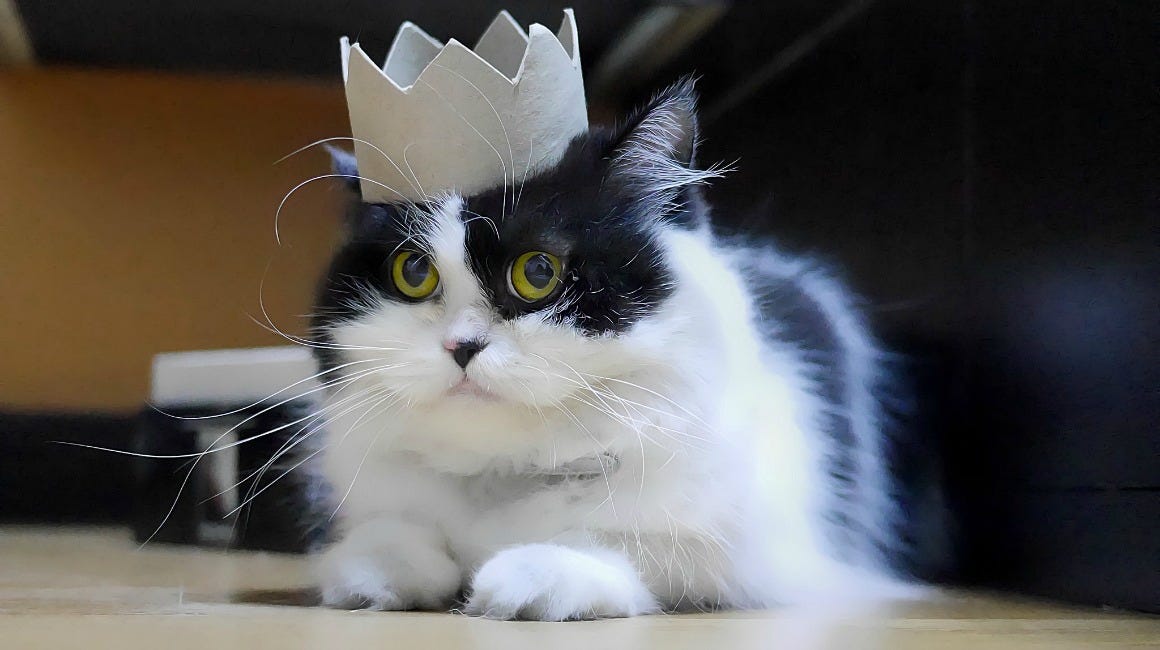 Bad Advice On Family-Destroying Cat Worship | by The ...